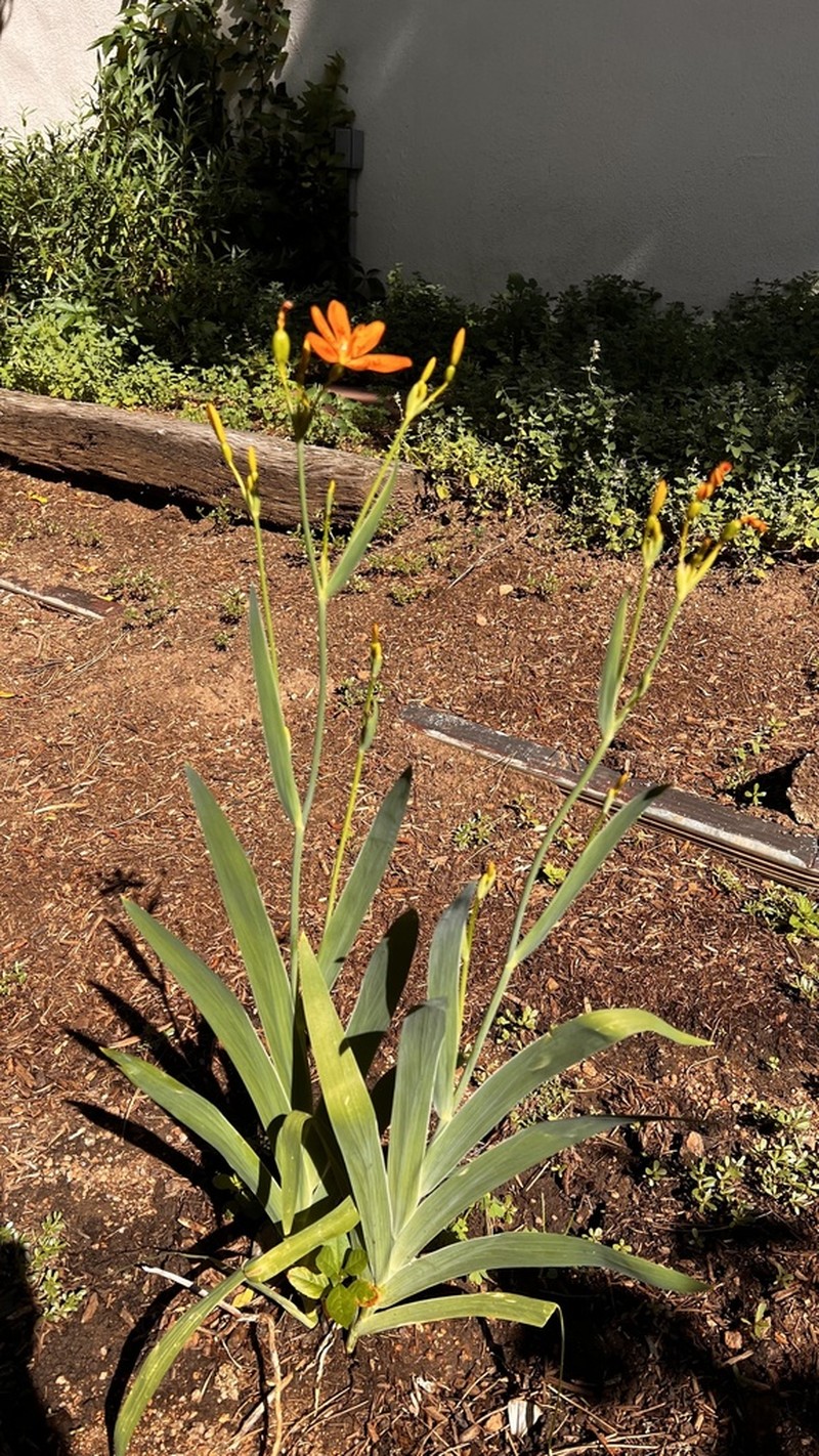 Blackberry Lily photo 7
