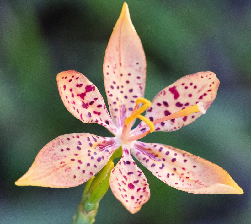 Blackberry Lily photo 8