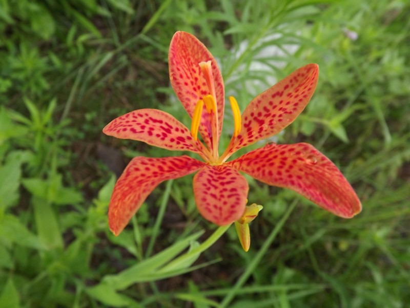 Blackberry Lily photo 5