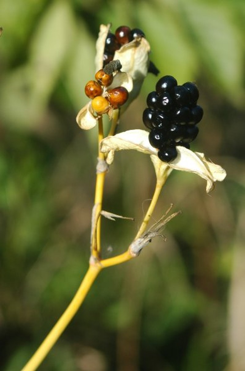 Blackberry Lily photo 6