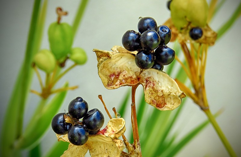 Blackberry Lily photo 7