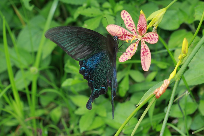 Blackberry Lily photo 8