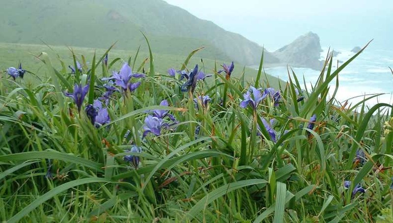 Douglas Iris photo 2