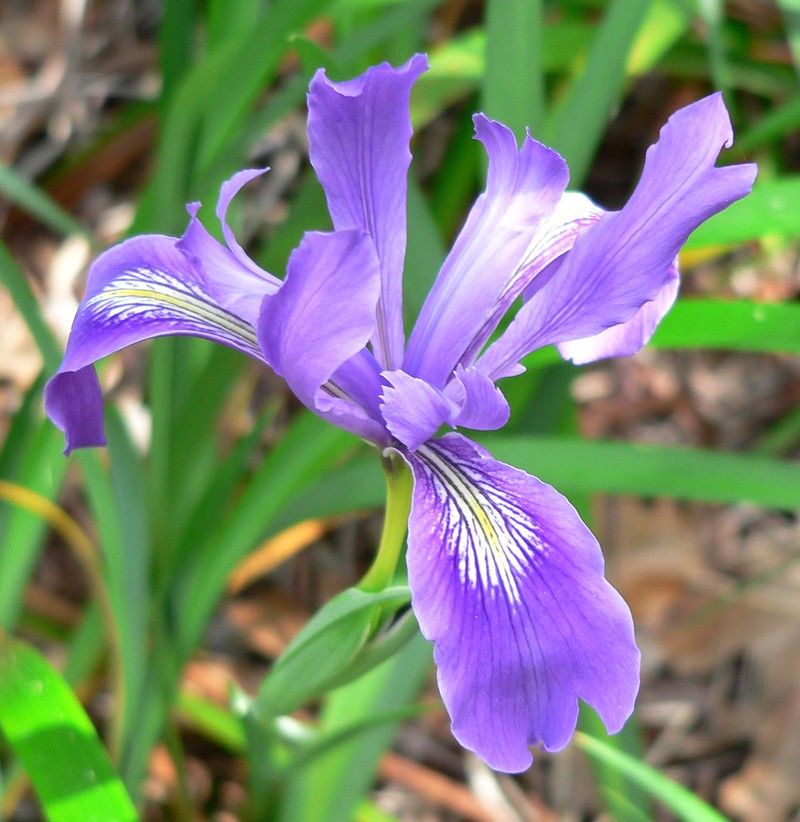 Douglas Iris photo 3