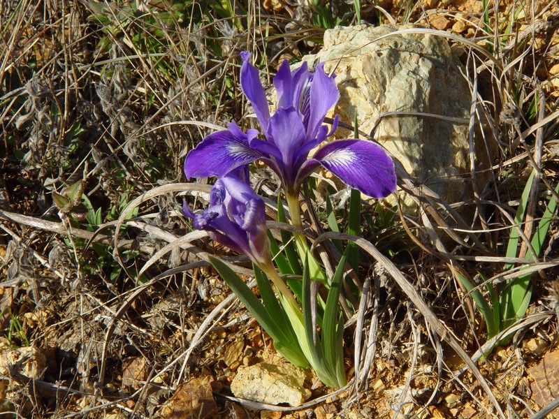 Douglas Iris photo 4