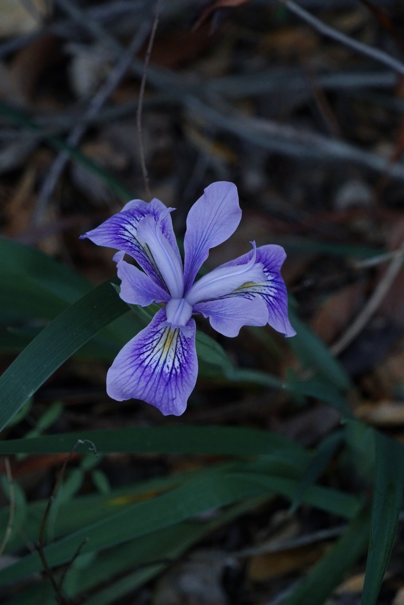 Douglas Iris photo 5