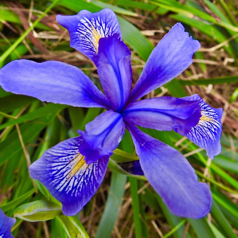 Douglas Iris