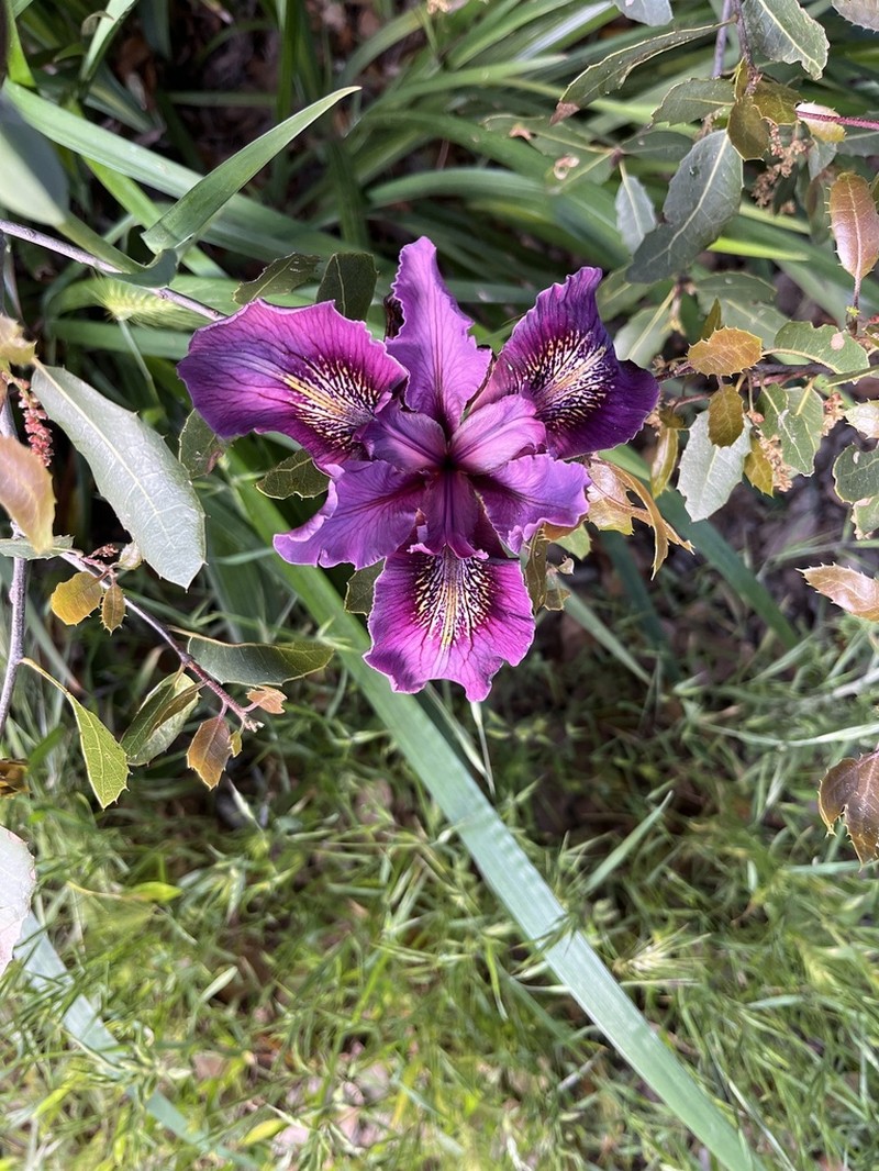 Douglas Iris photo 2