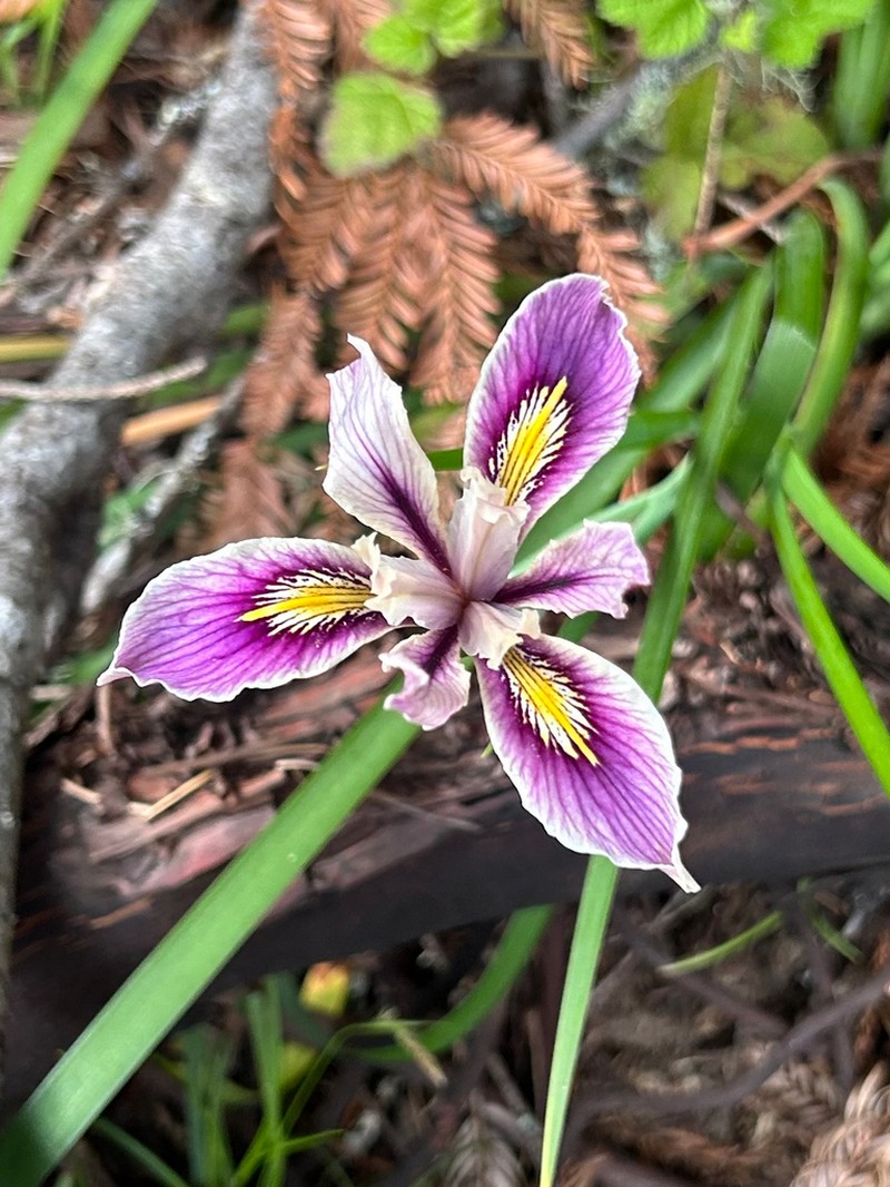 Douglas Iris photo 3