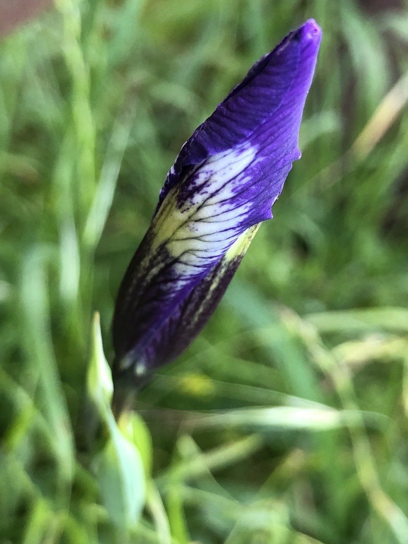Douglas Iris photo 4