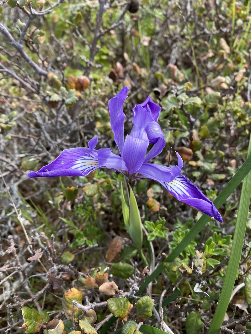 Douglas Iris photo 5