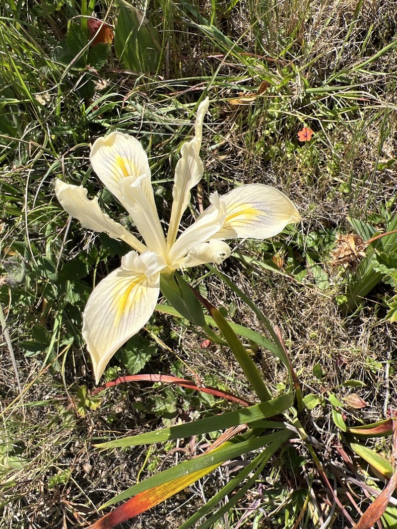 Douglas Iris photo 6
