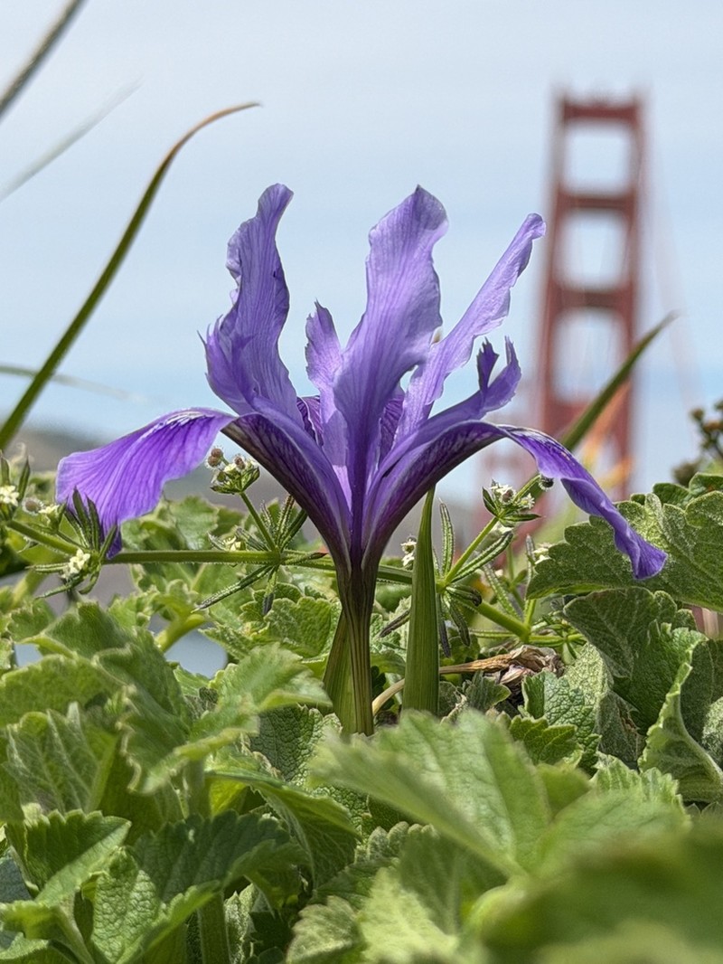 Douglas Iris photo 7