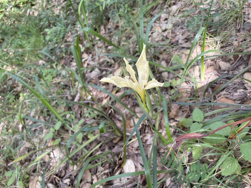 Douglas Iris photo 8