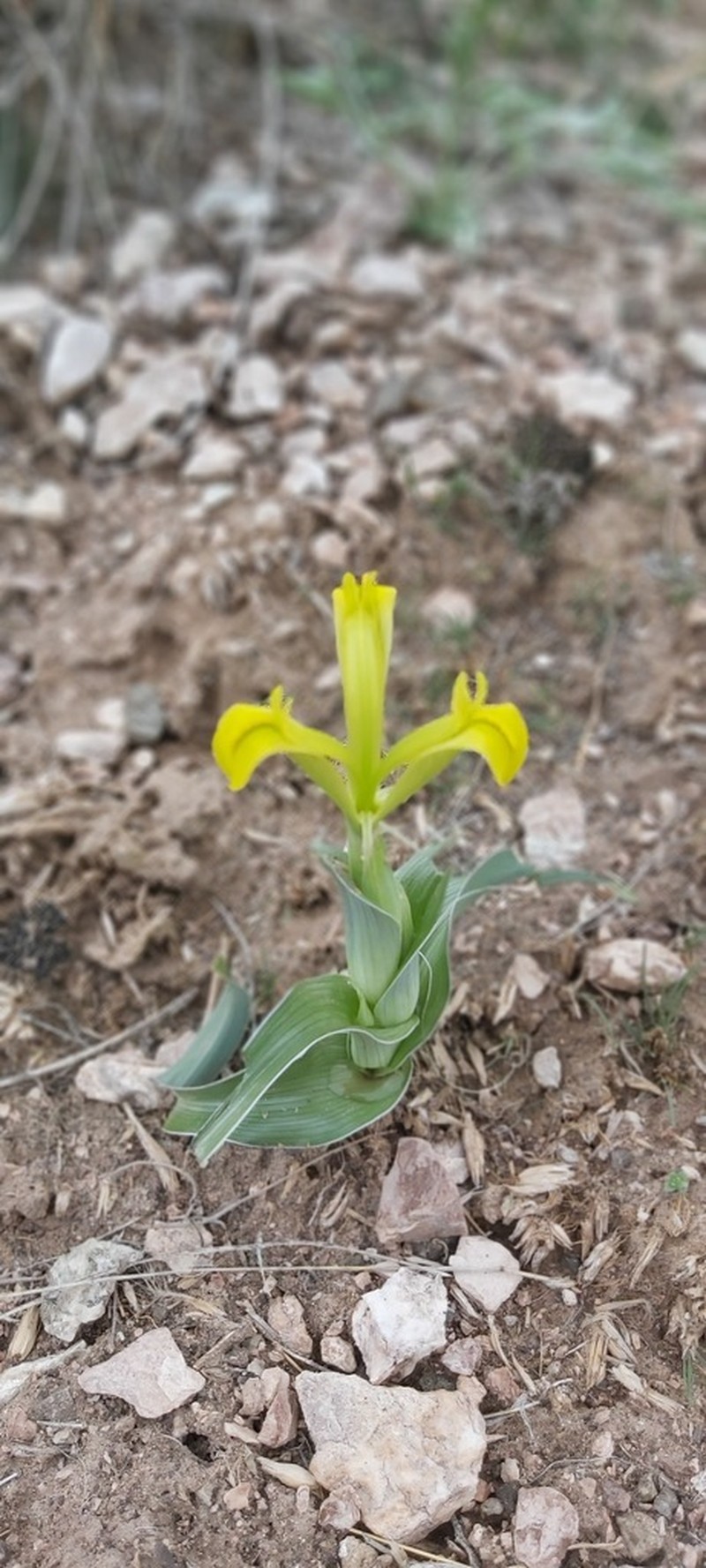 Iris drepanophylla