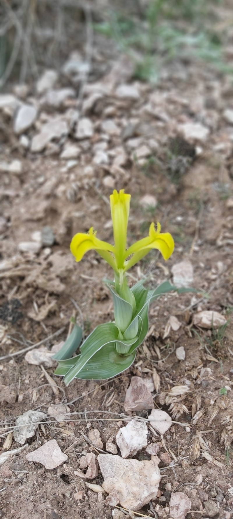 Iris drepanophylla photo 2