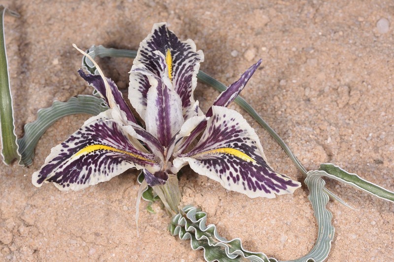 Iris edomensis