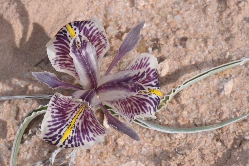 Iris edomensis photo 2