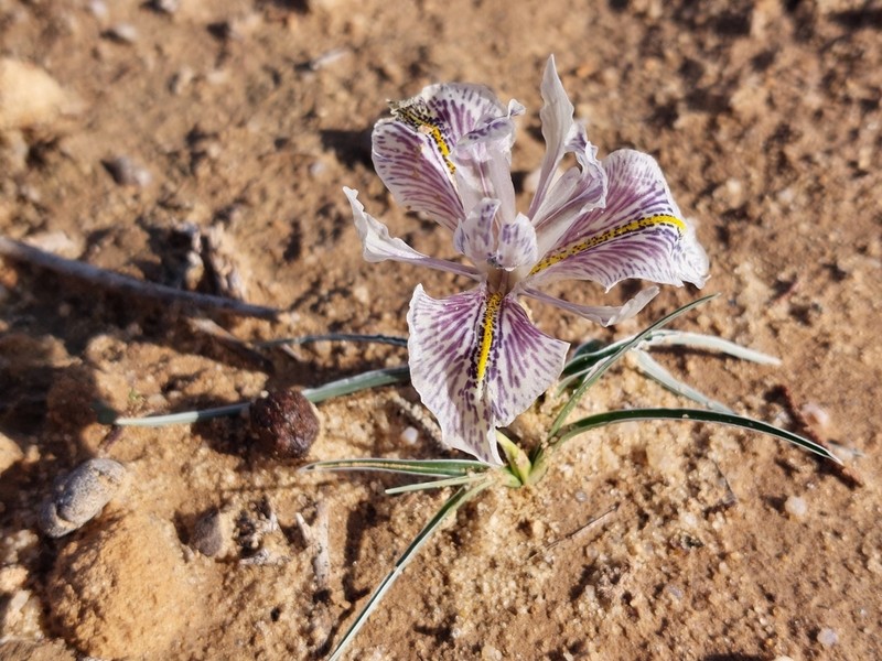 Iris edomensis photo 3