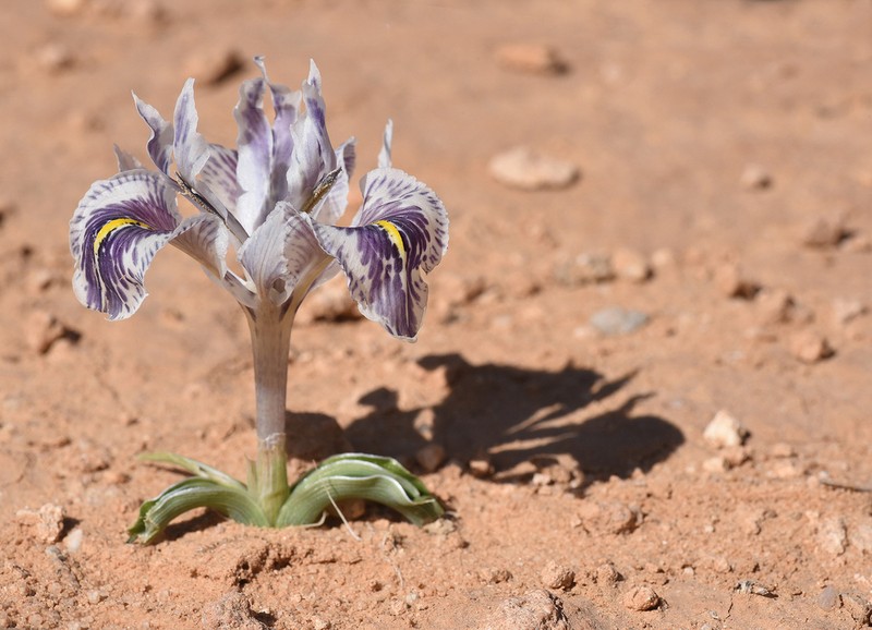Iris edomensis photo 4