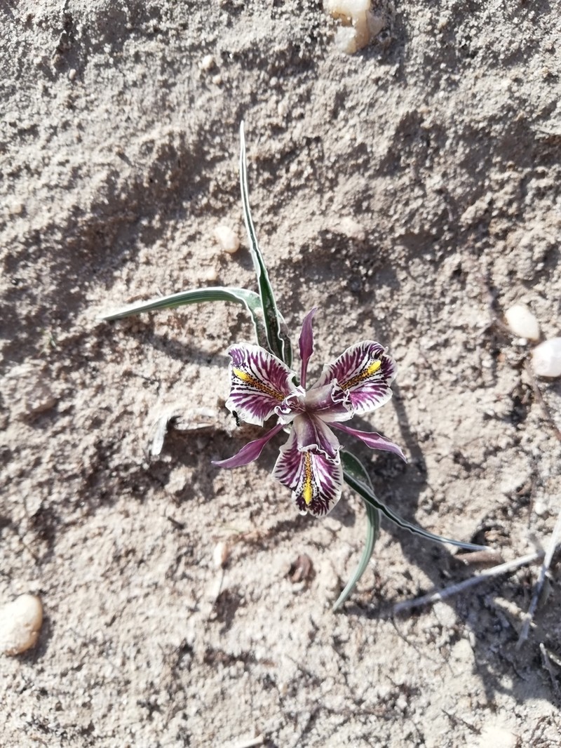 Iris edomensis photo 5