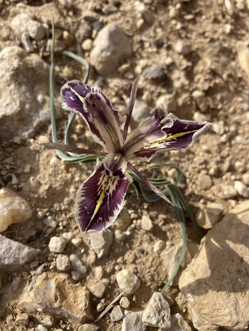 Iris edomensis photo 6