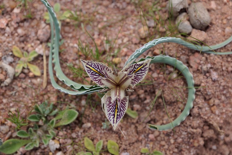 Iris edomensis photo 7