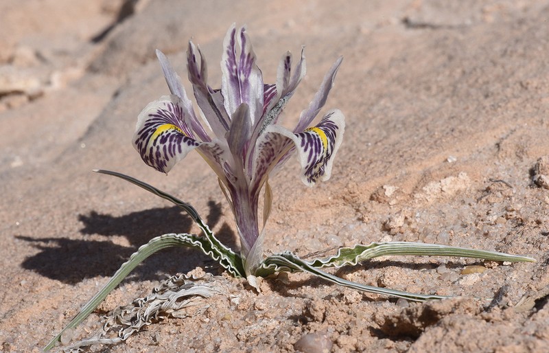 Iris edomensis photo 8