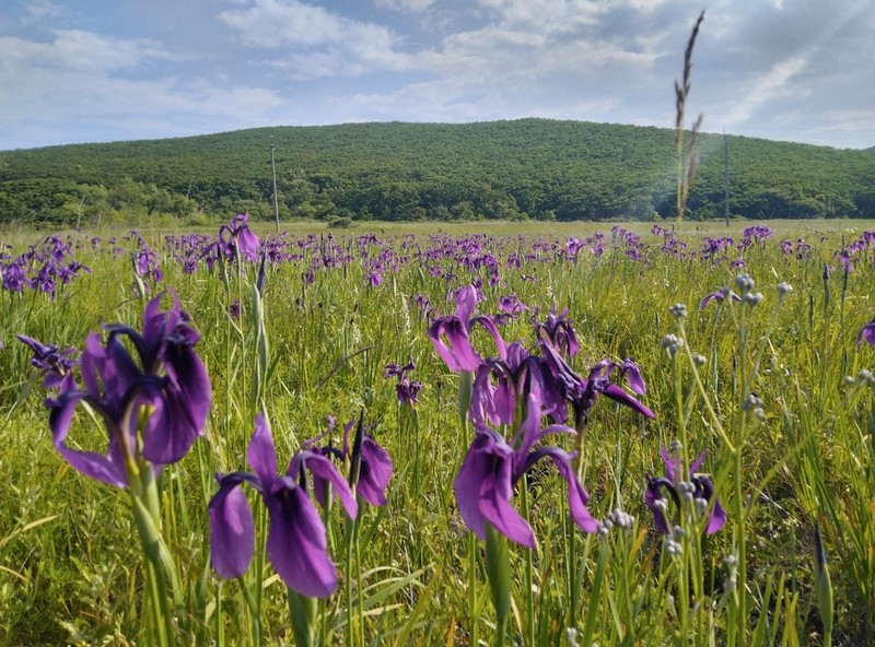 Japanese Iris photo 6