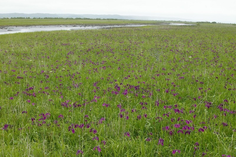 Japanese Iris photo 7