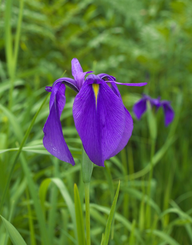 Japanese Iris photo 8