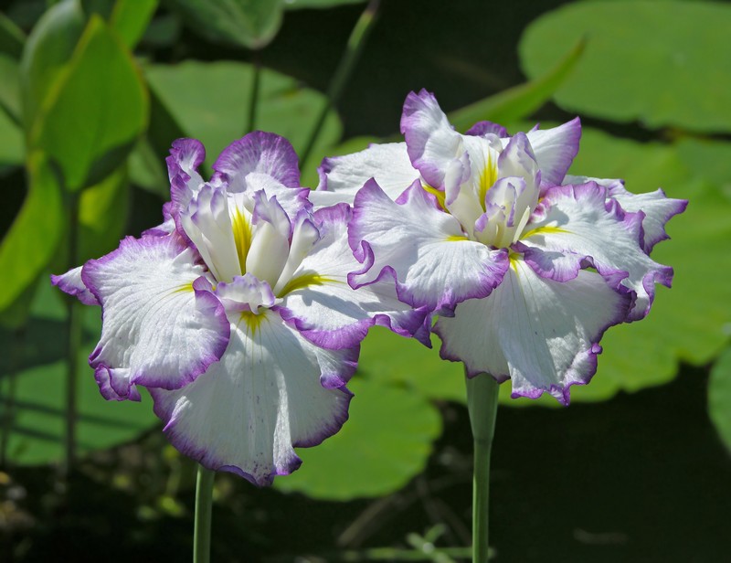 Japanese Iris photo 5