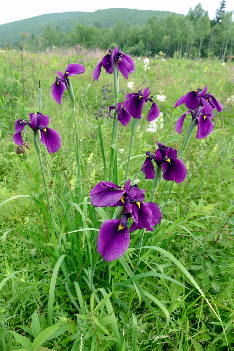Japanese Iris photo 4