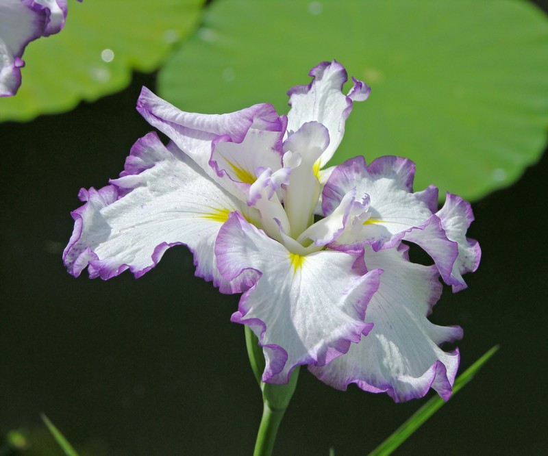 Japanese Iris photo 2