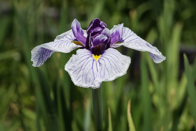 Japanese Iris photo 3