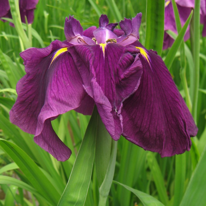 Japanese Iris photo 4