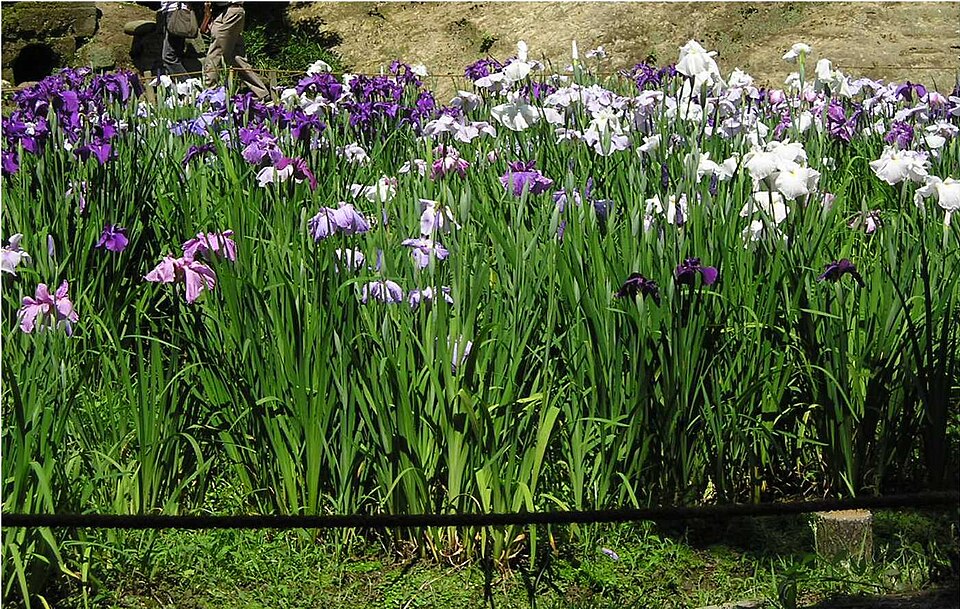 Japanese Iris photo 6