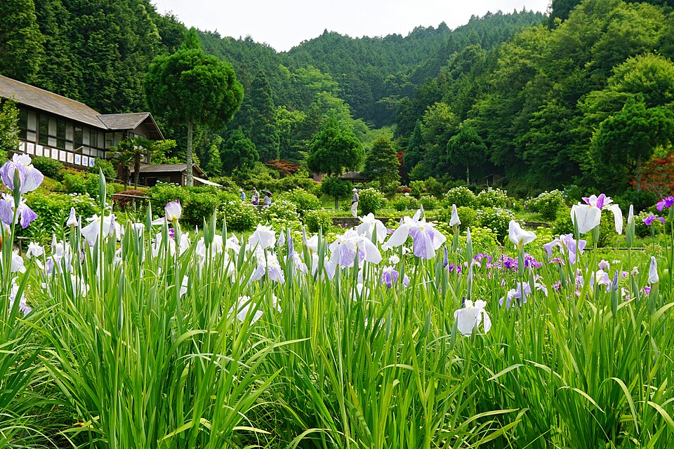 Japanese Iris photo 7