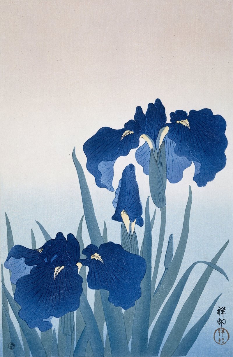 Japanese Iris photo 8