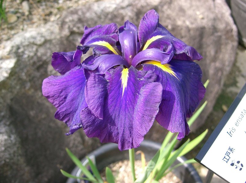 Japanese Iris photo 5