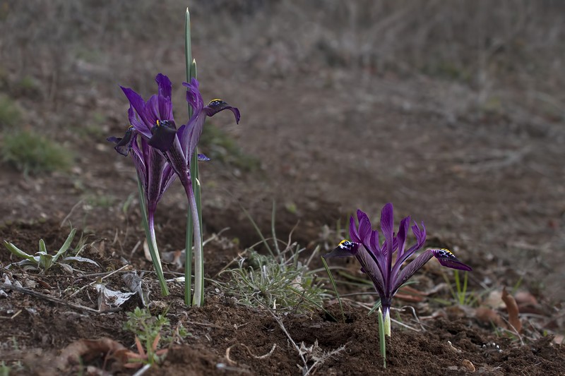 Iris farashae photo 2