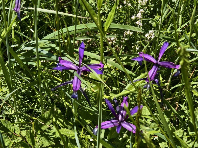 Iris farreri photo 2