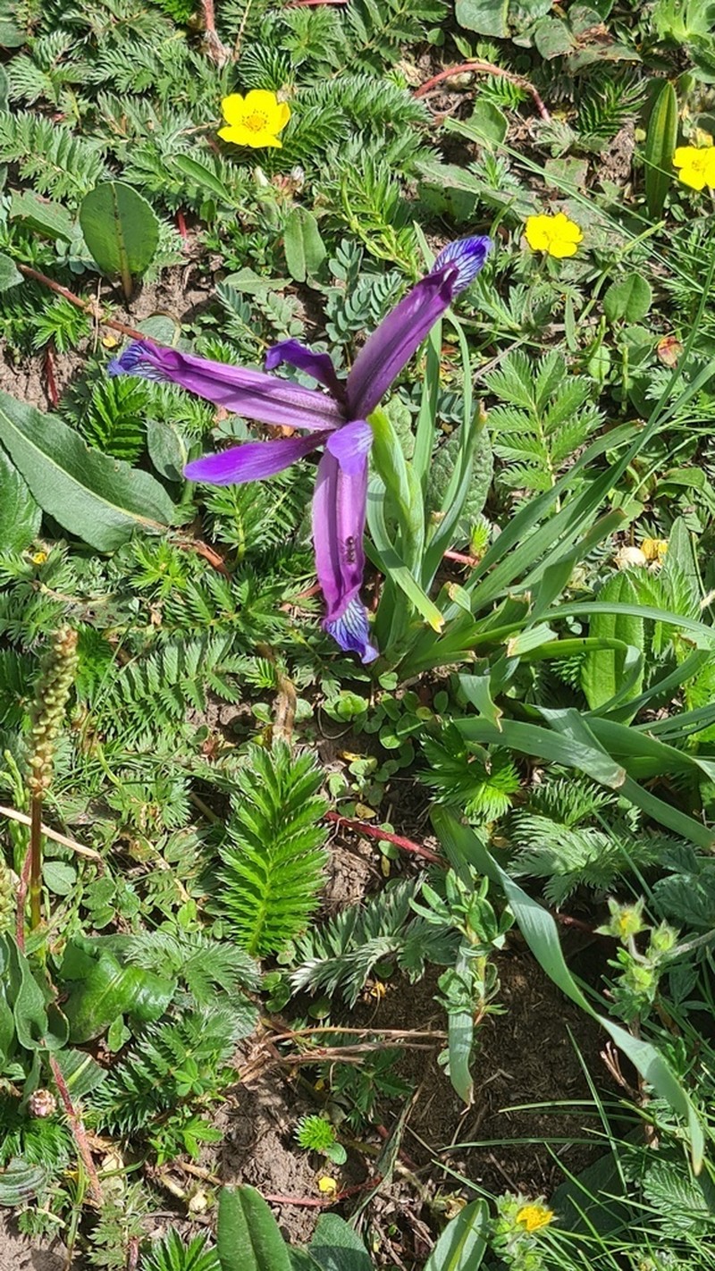 Iris farreri photo 4
