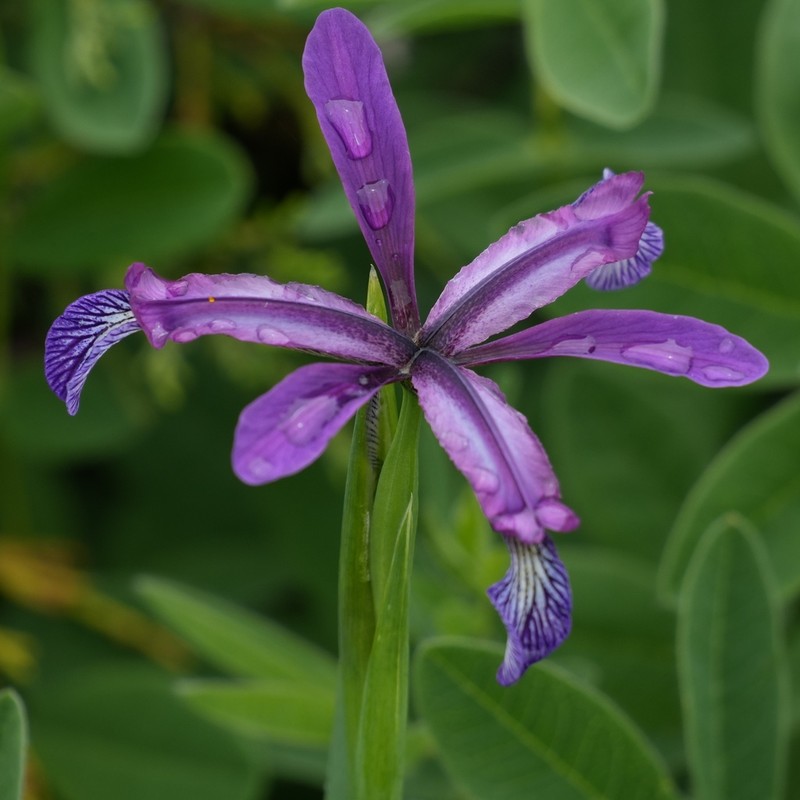 Iris farreri photo 5