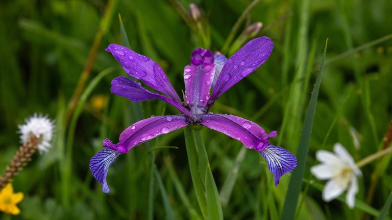 Iris farreri photo 6