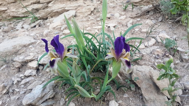Iris ferdowsii