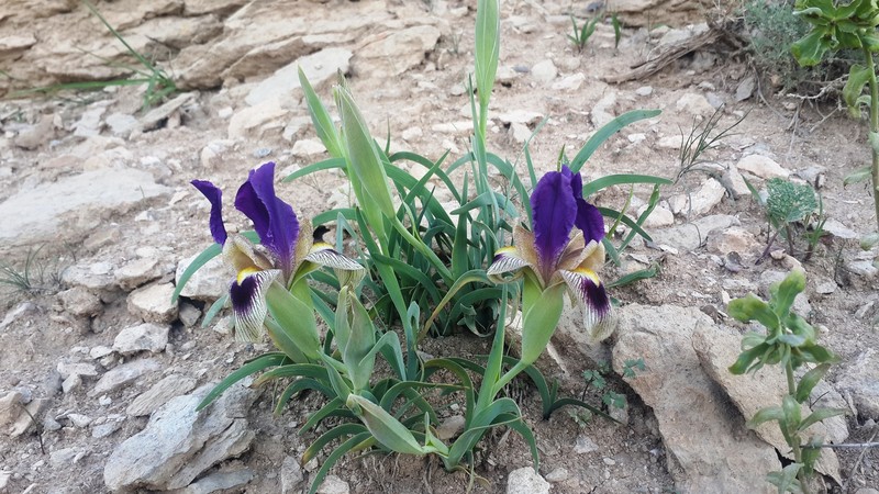 Iris ferdowsii photo 2