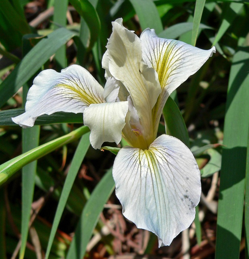 Fernald's Iris