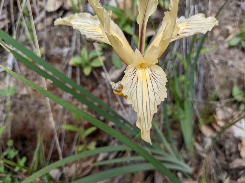 Fernald's Iris