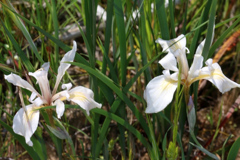 Fernald's Iris photo 2